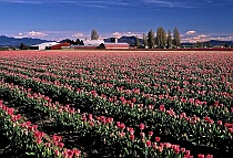 Tulip Fields and Barn